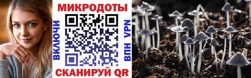 Галлюциногенные грибы Psilocybine cubensis  Купить где  Чехов 